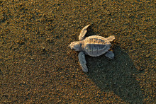 Loggerhead Sea Turtle, Caretta Caretta, Evening Birth On The Sand Beach, Corcovado NP, Costa Rica. First Minute Of Live, Small Turtles Running To The Sea Water. Young Tortoise Born In Wild, Sunset.