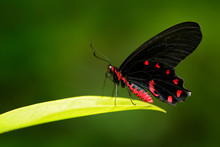 Antrophaneura Semperi, In The Nature Green Forest Habitat, Wildlife From Indonesia. Beautiful Black And Red Poison Butterfly, Insect In Tropical Jungle.