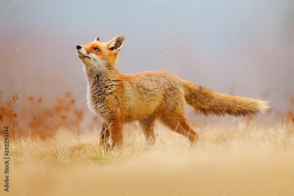Red Fox hunting, Vulpes vulpes, wildlife scene from Europe. Orange fur coat animal in the nature habitat. Fox on the green forest meadow. - obrazy, fototapety, plakaty 