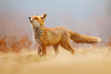 Fototapeta Zwierzęta - Red Fox hunting, Vulpes vulpes, wildlife scene from Europe. Orange fur coat animal in the nature habitat. Fox on the green forest meadow.