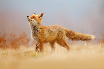 red fox hunting, vulpes vulpes, wildlife scene from europe. orange fur coat animal in the nature hab