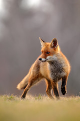 Wall Mural - red fox hunting, vulpes vulpes, wildlife scene from europe. orange fur coat animal in the nature hab