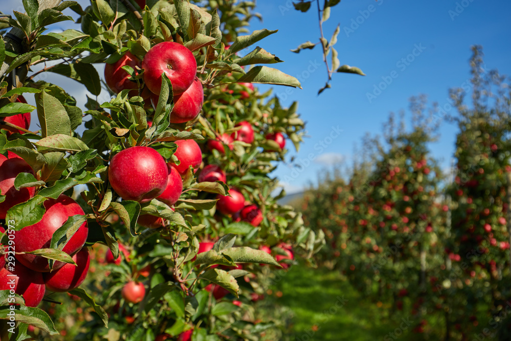 Shiny delicious apples hanging from a tree branch in an apple orchard ...