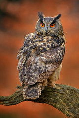 Wall Mural - Eagle Owl, Bubo bubo, with open wings in flight, forest habitat in background, orange autumn trees. Wildlife scene from nature forest, Germany. Bird in fly, owl behaviour. Forest owl in fly.