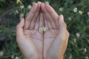 Tiny flower in an open hand. Top view of human hand holding little flower.  The concept symbol of acceptance, love, care, appreciation and forgiveness.