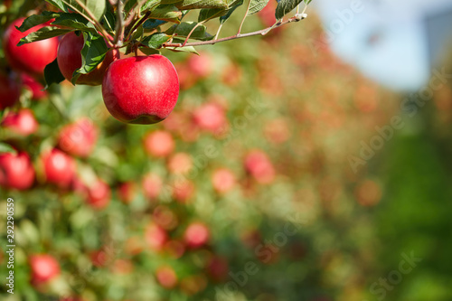 Fotomural Shiny delicious apples hanging from a tree branch in an apple orchard