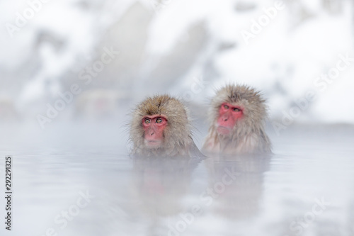Fotomural Family in the spa water Monkey Japanese macaque, Macaca fuscata, red face portrait in the cold water with fog, animal in the nature habitat, Hokkaido, Japan