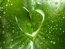 Heart Shape Water Drops On Green Leaf