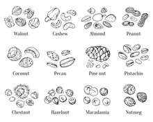 Different Nuts And Seeds With Title. Hand Drawn Outline Vector Sketch Set