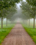 Fototapeta Przestrzenne - Foggy Morning Country Tree Line Path