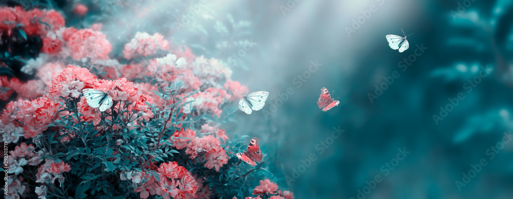 Mysterious fairytale spring or summer fantasy floral banner with rose flowers garden, flying peacock eye and blue butterflies on blurred beautiful background toned in soft pastel colors and sun rays - obrazy, fototapety, plakaty 