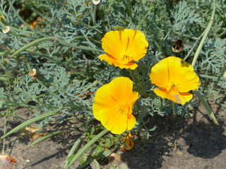 Poster - yellow flowers in the garden