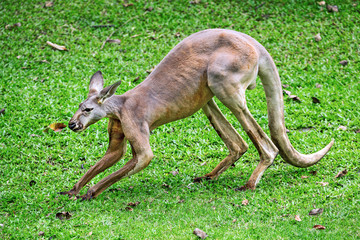 Wall Mural - Male red kangaroo resting on the lawn.