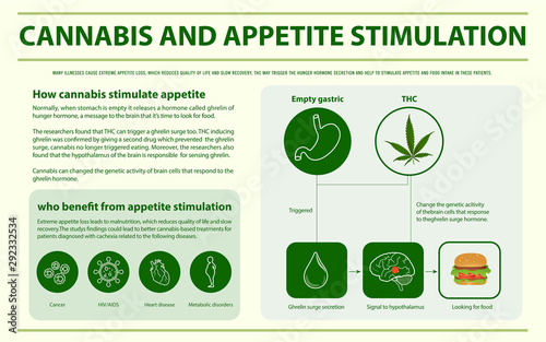 Fotomural Cannabis and Appetite Stimulation horizontal infographic illustration about cannabis as herbal alternative medicine and chemical therapy, healthcare and medical science vector