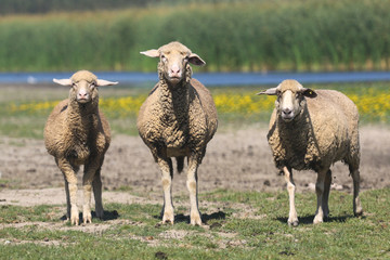 Wall Mural - Three sheep on the floral summer pasture