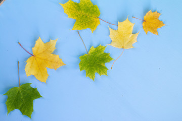 Dried maple autumn yellow leaves, isolated on light blue background with space for text