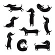 Black silhouettes of dachshunds dogs poses set of vector illustrations isolated.