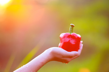 Hands holding red hot chilli peppers,Sweet pepper in farmer hand,Organic vegetables against a beautiful background, sunset