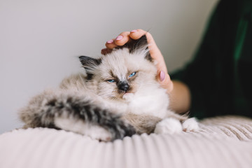 Wall Mural - Young Ragdoll cat stroked by woman's hand. Friendship