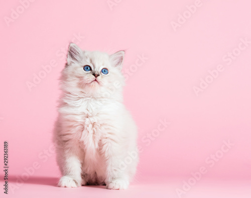 Ragdoll Cat Small Cute Kitten Portrait On Pink Background Buy This Stock Photo And Explore Similar Images At Adobe Stock Adobe Stock