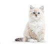 © Photocreo Bednarek - Ragdoll cat, small kitten portrait isolated on white background