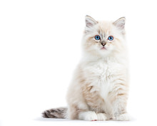 Ragdoll Cat, Small Kitten Portrait Isolated On White Background