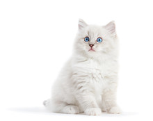 Ragdoll Cat, Small White Kitten Portrait Isolated On White Background