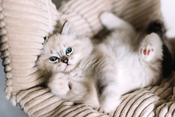 Wall Mural - Ragdoll cat, small cute kitten portrait in funny pose at home