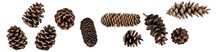 A Big Set Of Coniferous Cones, Spruce, Pine, Fir, From Different Angles, Isolated On A White Background