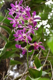 Fototapeta Lawenda - purples orchid background with green leaf 