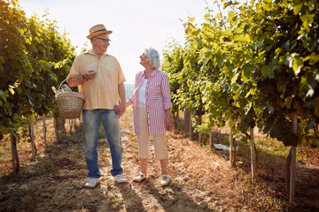 Wall Mural - Autumn vineyards. Wine and grapes. Family tradition. Senior winemakers walking in between rows of vines.