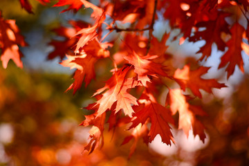 the colors of autumn