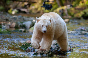 spirit bear in river great bear rainforest