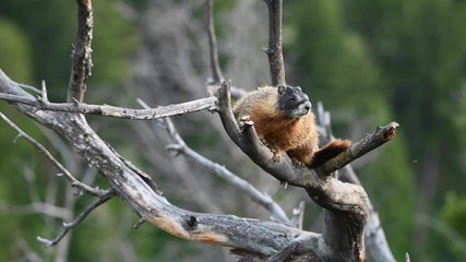 Wall Mural - Yellow Bellied Marmot Sits in Tree