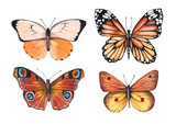 Fototapeta Motyle - Set of watercolor illustrations depicting bright orange, red, brown butterflies isolated on a white background, hand-painted