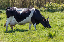 Black And White Breton Pie Noire Cow Grazing In A Field In Brittany