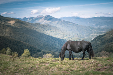 Wall Mural - Merens horse in the french Pyrenees mountains