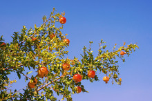 Branch Of Pomegranate Tree ( Punica Granatum ) With Leaves And Ripe Fruits Against Blue Sky On Sunny Autumn Day