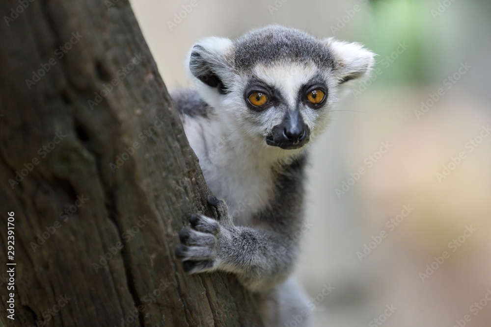 ring tailed lemur - obrazy, fototapety, plakaty 