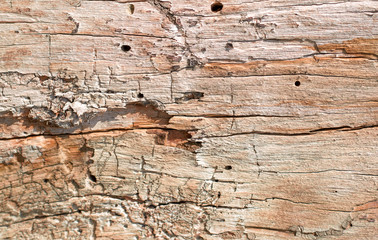 Wall Mural - old wood texture