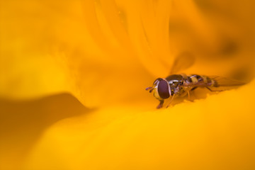 Hover fly licking day-lily nectar