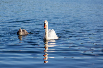 Group of swans on blue lake, largest waterfowl family, white adult, gray little swan animals