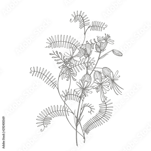 Branch of wild plant Vicia cracca. Tufted Vetch or Vicia cracca, vintage engr...