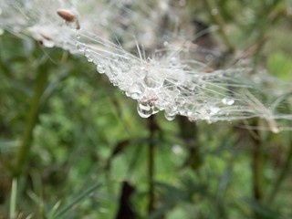 spider web on a green plant