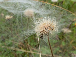 Wall Mural - spider web on a green plant