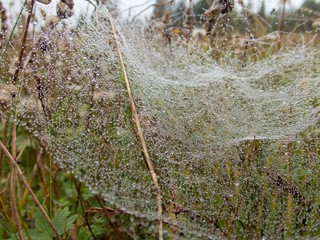 Wall Mural - spider web on a green plant