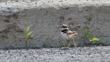 Young Baby Killdeer Bird Walking Its First Steps