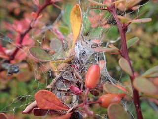 Wall Mural - spider web on a green plant