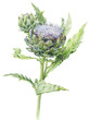 Watercolor illustration of artichoke flower with bud on stem on white background.