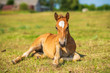 © shymar27 - A small red foal lies on a green field. Photographed close up.